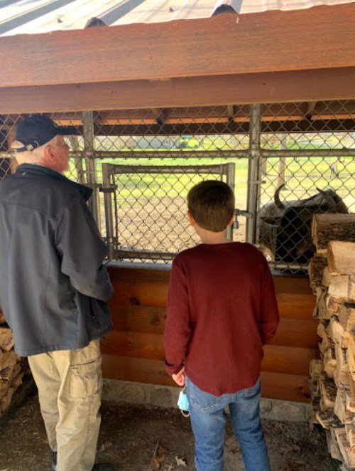 An adult and a child observe an animal through a fenced enclosure at a farm or petting zoo.