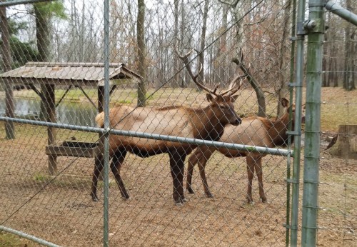 Two elk standing near a wooden shelter, behind a fence, in a wooded area with sparse trees.