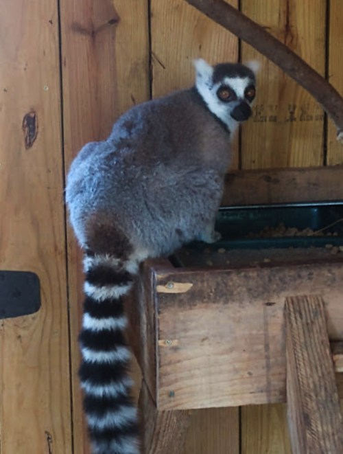 A lemur with a bushy striped tail sits on a wooden feeding platform, looking back at the camera.