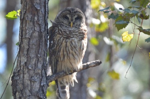 A spotted owl perched on a tree branch, surrounded by green leaves and soft sunlight filtering through the forest.