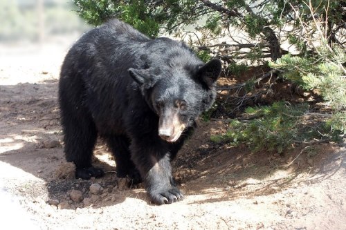 A black bear walking near some bushes in a natural setting.