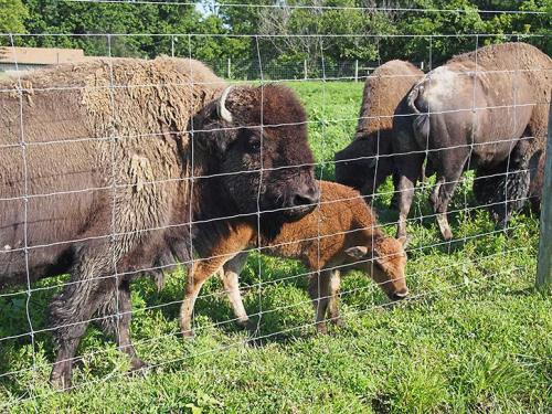 A bison and its calf stand near a fence, with other bison grazing in a green field under a clear sky.