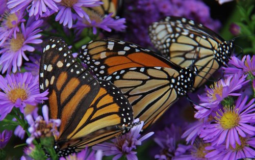Close-up of monarch butterflies resting on vibrant purple flowers.