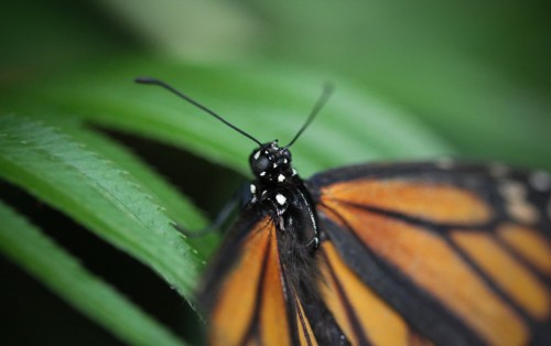 Close-up of a monarch butterfly resting on a green leaf, showcasing its vibrant orange and black wings.