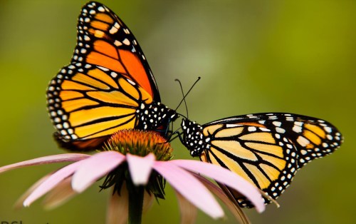 A vibrant monarch butterfly perched on a pink flower, with a blurred green background.