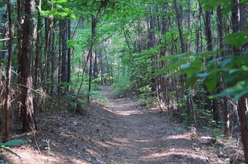A narrow dirt path winding through a lush green forest with tall trees and sunlight filtering through the leaves.