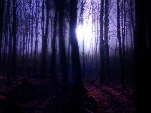 A misty forest with tall, dark trees and a soft, glowing light in the background, creating a mysterious atmosphere.