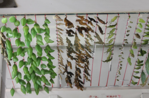 A display of various chrysalises in different colors, hanging from a transparent surface.