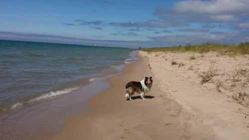 A dog stands on a sandy beach beside calm water, with grass and a clear blue sky in the background.