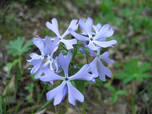 A cluster of delicate light purple flowers with star-shaped petals, surrounded by green foliage.