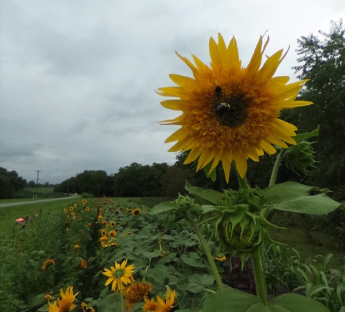 A close-up of a vibrant sunflower with a bee, surrounded by a field of sunflowers under a cloudy sky.