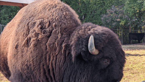 A close-up of a large, shaggy bison with a dark brown coat, standing in a grassy area with trees in the background.