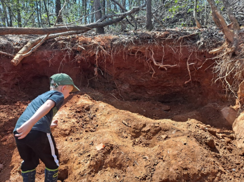 A child in a cap examines a dirt excavation site surrounded by trees and exposed roots.