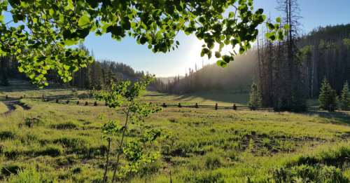 A sunlit valley framed by green leaves, with trees and a wooden fence in the background.
