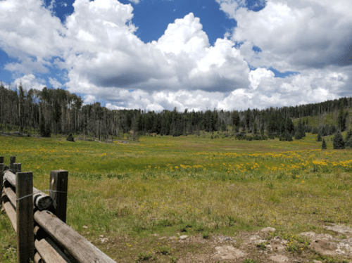 A vibrant meadow filled with yellow flowers, surrounded by trees and a blue sky with fluffy white clouds.