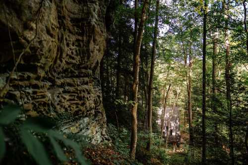 A wooden bridge in a lush forest, surrounded by tall trees and rocky cliffs, with dappled sunlight filtering through.