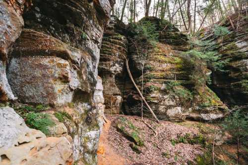 Rocky canyon walls covered in moss and greenery, with a forest backdrop and scattered leaves on the ground.