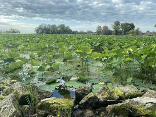 A serene landscape featuring a lush field of lily pads, surrounded by trees and a cloudy sky. Rocks in the foreground.