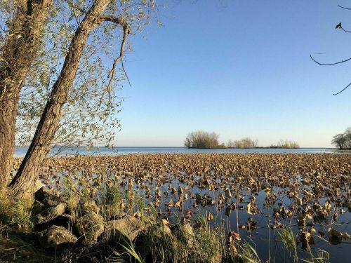 A serene lakeside view with a tree, water, and scattered lily pads under a clear blue sky.