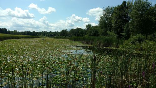 A serene wetland scene with lily pads, tall grasses, and trees under a bright blue sky with fluffy clouds.