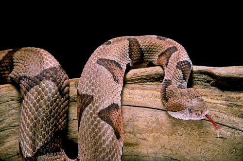 A close-up of a snake resting on a log, with its tongue flicking out against a dark background.