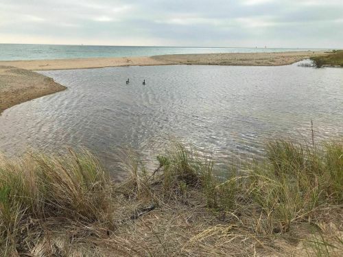 A serene beach scene with a small pond, grass in the foreground, and two ducks swimming in the water.