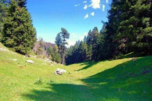 A serene green valley surrounded by tall trees under a clear blue sky with a few fluffy clouds.