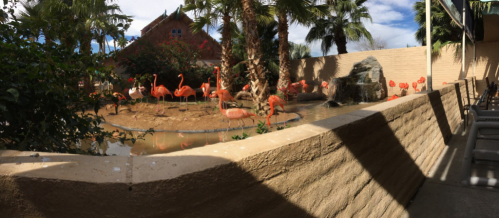 A group of flamingos stands near a pond surrounded by palm trees and a stone wall in a sunny outdoor setting.