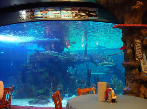 A large aquarium with sharks and colorful coral, viewed from a dining area with tables and chairs.