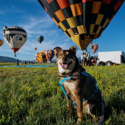 A happy dog sits in a grassy field with colorful hot air balloons in the background against a clear blue sky.