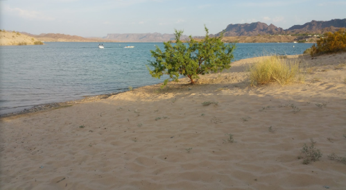 A sandy beach by a calm lake, with a small tree and distant mountains under a clear sky.
