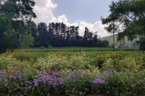A vibrant field of flowers in the foreground with lush greenery and trees under a partly cloudy sky in the background.