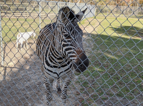 A zebra stands close to a fence, with a goat visible in the background on a sunny day.