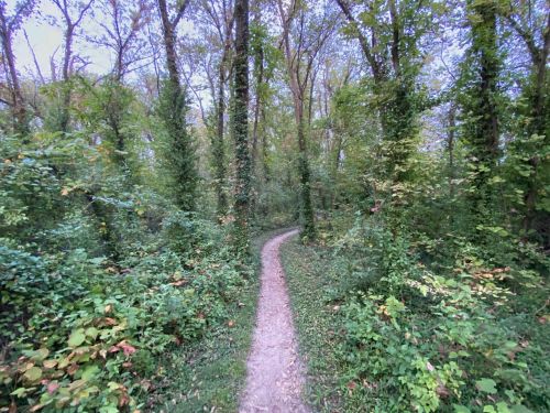 A winding dirt path through a lush, green forest with trees and foliage on either side.