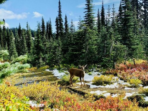 A deer stands in a colorful forest clearing, surrounded by evergreen trees and patches of snow.