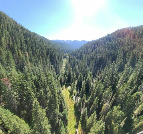 Aerial view of a lush green valley surrounded by tall trees and mountains under a clear blue sky.