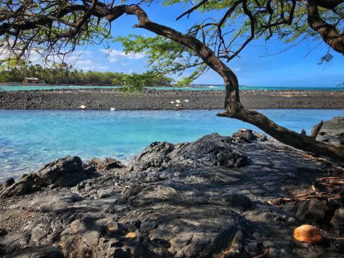 A serene coastal scene with turquoise water, black lava rocks, and a tree branch overhanging the shore.