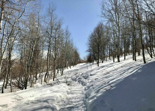 A snowy path winds through a forest of bare trees under a clear blue sky.