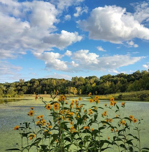 A serene landscape featuring yellow flowers in the foreground, a calm water body, and a blue sky with fluffy clouds.