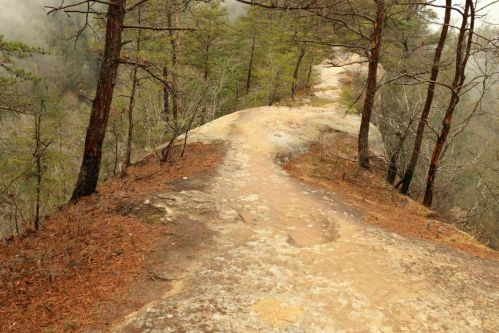 A winding dirt path through a forested area, surrounded by trees and rocky terrain.