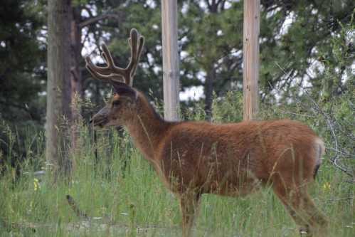 A young deer with antlers stands in a grassy area surrounded by trees.