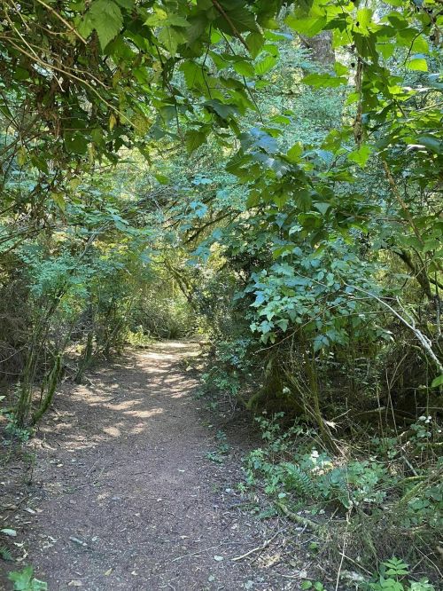 A narrow dirt path winding through a lush, green forest filled with trees and foliage.