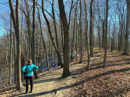A person in a blue jacket stands on a forest path, surrounded by bare trees and a clear blue sky.