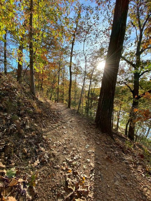 A winding dirt path through a forest with autumn leaves, sunlight filtering through the trees.