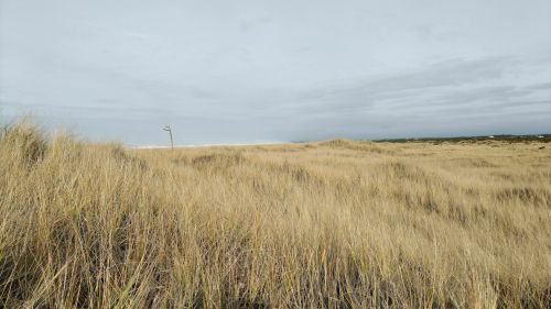 A serene landscape of tall grass dunes under a cloudy sky, with a distant view of the ocean.