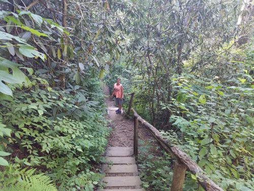 A person stands on a narrow wooden path surrounded by dense greenery and trees in a forested area.