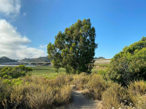 A path leads through green shrubs and grass to a large tree under a clear blue sky. Hills are visible in the background.