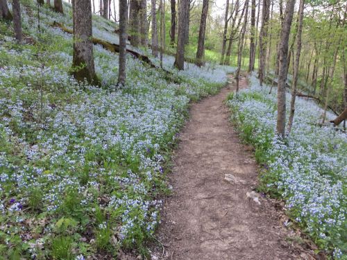 A winding dirt path through a forest filled with blue flowers and green trees.