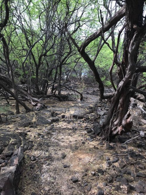 A winding path through a dense, green forest with twisted trees and rocky ground.