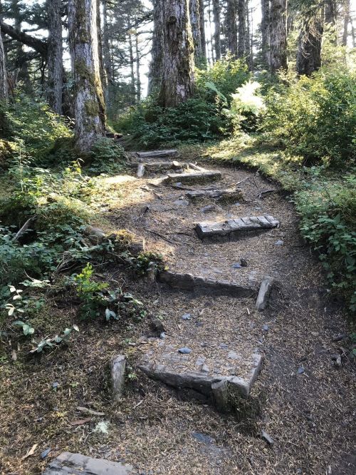 A winding forest path with wooden steps surrounded by lush greenery and tall trees.
